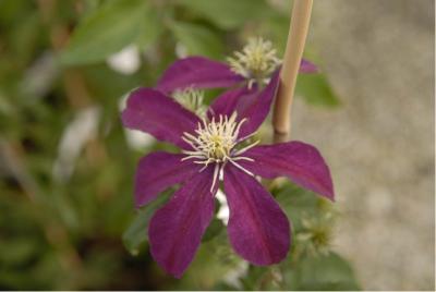 Clematis 'Niobe' (1260_0.jpg)