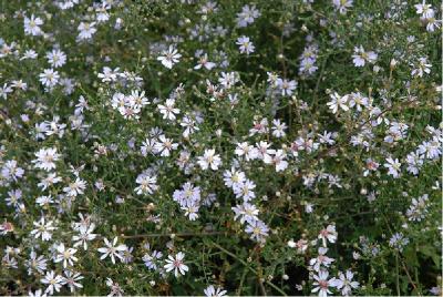 Aster cordifolius 'Bl�tenregen' (4261_0.jpg)