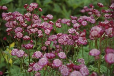 Astrantia major 'Rich Ruby' (5537_0.jpg)