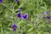 Petunia Million Bells Star Blue (4689_0.jpg)