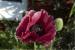 Papaver orientale 'Marlene' (4806_0.jpg)