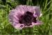 Papaver orientale 'Papillon' (5297_0.jpg)