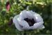 Papaver orientale 'Perry's White' (646_0.jpg)