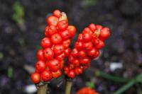 Arum italicum (1128_0.jpg)