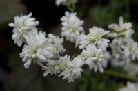 Saxifraga granulata 'Plena' (1175_0.jpg)