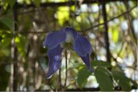 Clematis 'Frances Rivis' (1224_0.jpg)