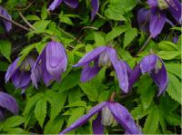 Clematis 'Pamela Jackman' (1225_0.jpg)