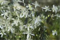 Clematis flammula (1227_0.jpg)