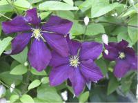 Clematis 'Etoile Violette' (1241_0.jpg)