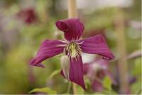 Clematis 'Mme Julia Correvon' (1244_0.jpg)