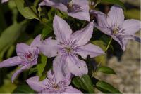 Clematis 'Hagley Hybrid' (1255_0.jpg)