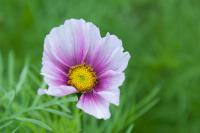 Cosmos bipinnatus 'Daydream' (1263_0.jpg)