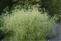 Deschampsia cespitosa 'Goldschleier' Deschampsia cespitosa 'Goldschleier' (1275_0.jpg)