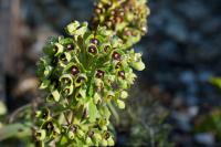 Euphorbia characias 'Black Pearl' (1287_0.jpg)