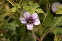 Geranium 'Salomé' (1292_0.jpg)