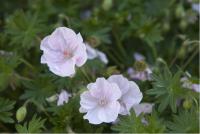 Geranium sanguineum 'Apfelblüte' (1309_0.jpg)