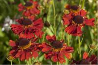 Helenium 'Moerheim Beauty' (1319_0.jpg)