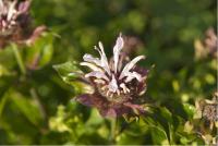 Monarda 'Oudolf's Charm' (1354_0.jpg)