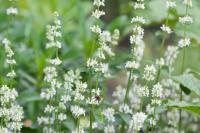 Nepeta nuda subsp. albiflora (1365_0.jpg)