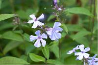 Phlox 'Blue Evening' (1387_0.jpg)