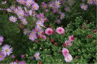 Aster 'Pink Star' (138_0.jpg)