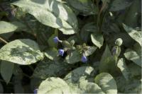 Pulmonaria 'Majesté' Pulmonaria 'Majesté' (1405_0.jpg)