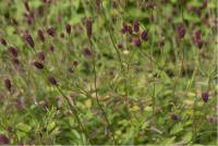 Sanguisorba officinalis 'Tanna' (1424_0.jpg)