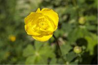 Trollius stenopetalus (1447_0.jpg)