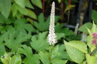 Veronicastrum virginicum 'Pink Glow' (1455_0.jpg)