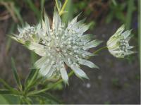 Astrantia major 'Shaggy' (153_0.jpg)