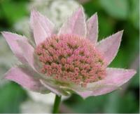 Astrantia maxima (155_0.jpg)