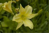 Hemerocallis 'Cream Drop' Hemerocallis 'Cream Drop' (1568_0.jpg)