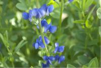 Baptisia australis (159_0.jpg)