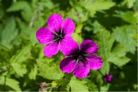 Geranium 'Anne Thomson' (1616_0.jpg)