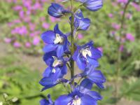 Delphinium 'Schildknappe' (1662_0.jpg)