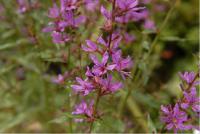 Lythrum 'Dropmore Purple' (1672_0.jpg)