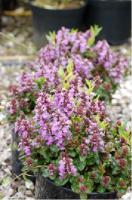 Ajuga reptans 'Pink Elf' (1728_0.jpg)