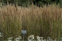 Calamagrostis  x acutiflora 'Overdam' (173_0.jpg)