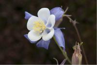 Aquilegia 'Sky Blue' Aquilegia 'Sky Blue' (1746_0.jpg)