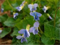 Viola sororia 'Dark Freckles' (1753_0.jpg)