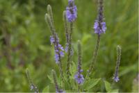 Verbena macdougalii (1754_0.jpg)