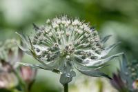 Astrantia major 'Canneman' (1777_0.jpg)