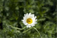 Anthemis tinctoria subsp. subtinctoria Anthemis tinctoria subsp. subtinctoria (1799_0.jpg)