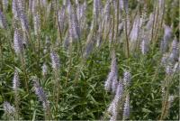 Veronicastrum virginicum 'Lavendelturm' (1833_0.jpg)