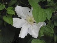 Clematis 'Madame Le Coultre' (1839_0.jpg)