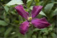 Clematis 'Voluceau' (1841_0.jpg)