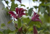 Clematis 'Gravetye Beauty' (1852_0.jpg)