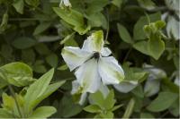 Clematis 'Alba Luxurians' (1853_0.jpg)