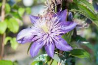 Clematis 'Multi Blue' (1855_0.jpg)