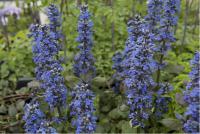 Ajuga reptans 'Catlin's Giant' (1868_0.jpg)